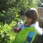 Emmalee found the perfect apple.... we were taught to "lift and twist" it off the tree.
